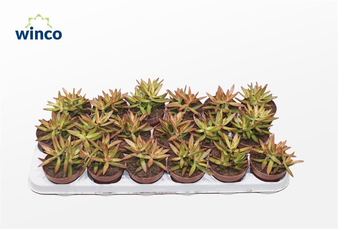 Sedum Neusbaumiama