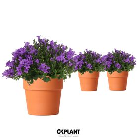 Camp Addenda Ambella Intens Purple