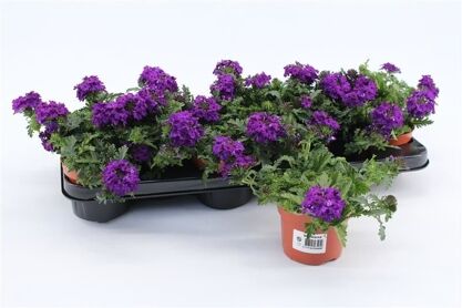 Verbena Rapunzel Dark Blue