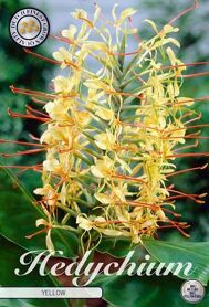 Bloembol Hedychium Yellow (x1)