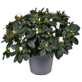 Rhodo Si Witte Vogel