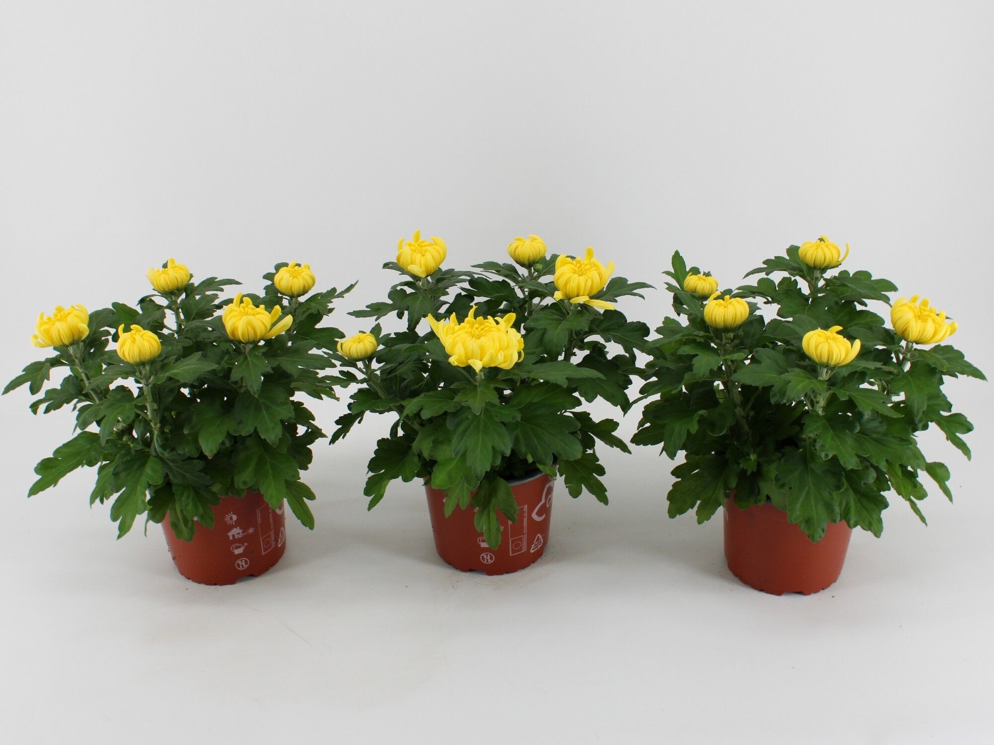 Chrys Deco Geel 5+