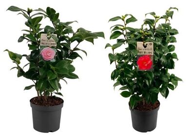 Camellia Jap Gemengd 20+