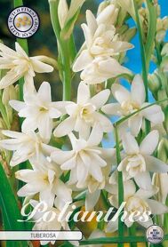 Bloembol Polianthus Tuberosa (x3) 12/14