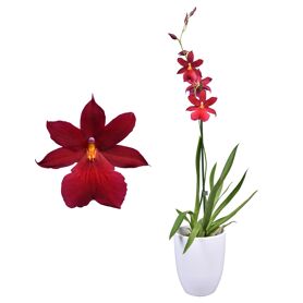 Cambria Nelly Isler Red Velvet 1 Tak Keramiek Wit