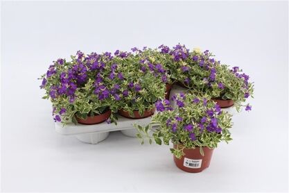 Aubrieta Variegata Dr Mules