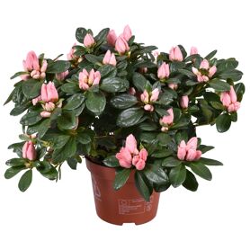 Rhodo Si Thesla