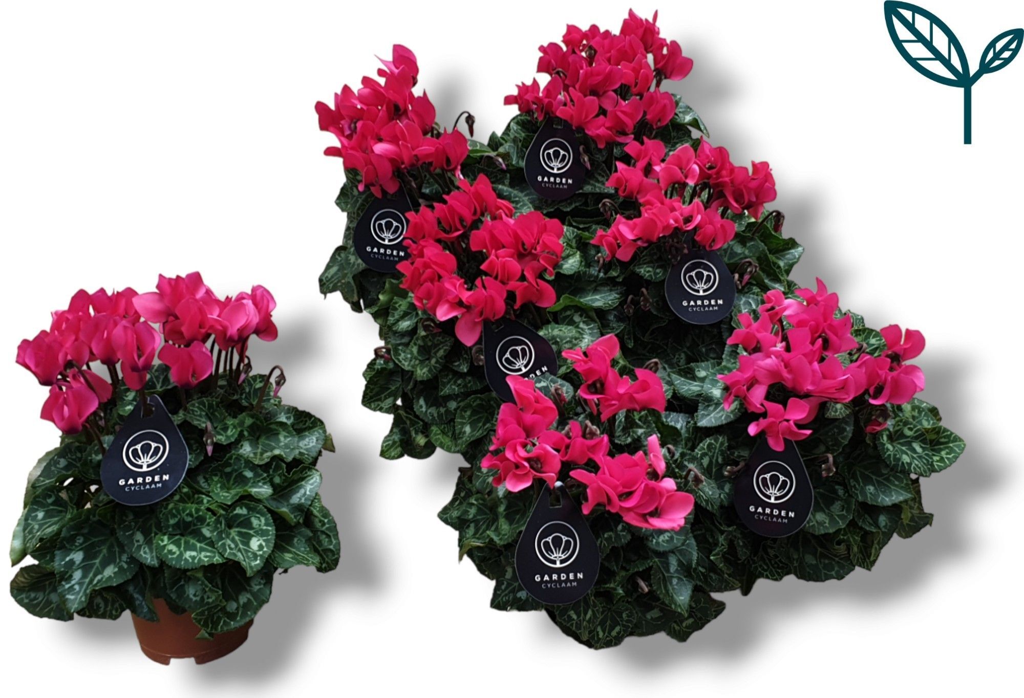 Cycl Per Garden Patio Roze