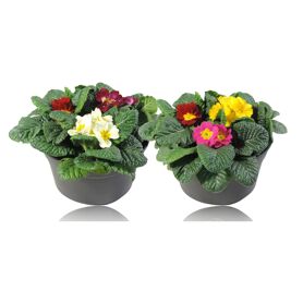 Primula Ac Gemengd Patio Pot