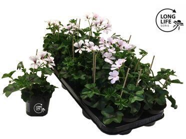 Pel Pelt Balkon White