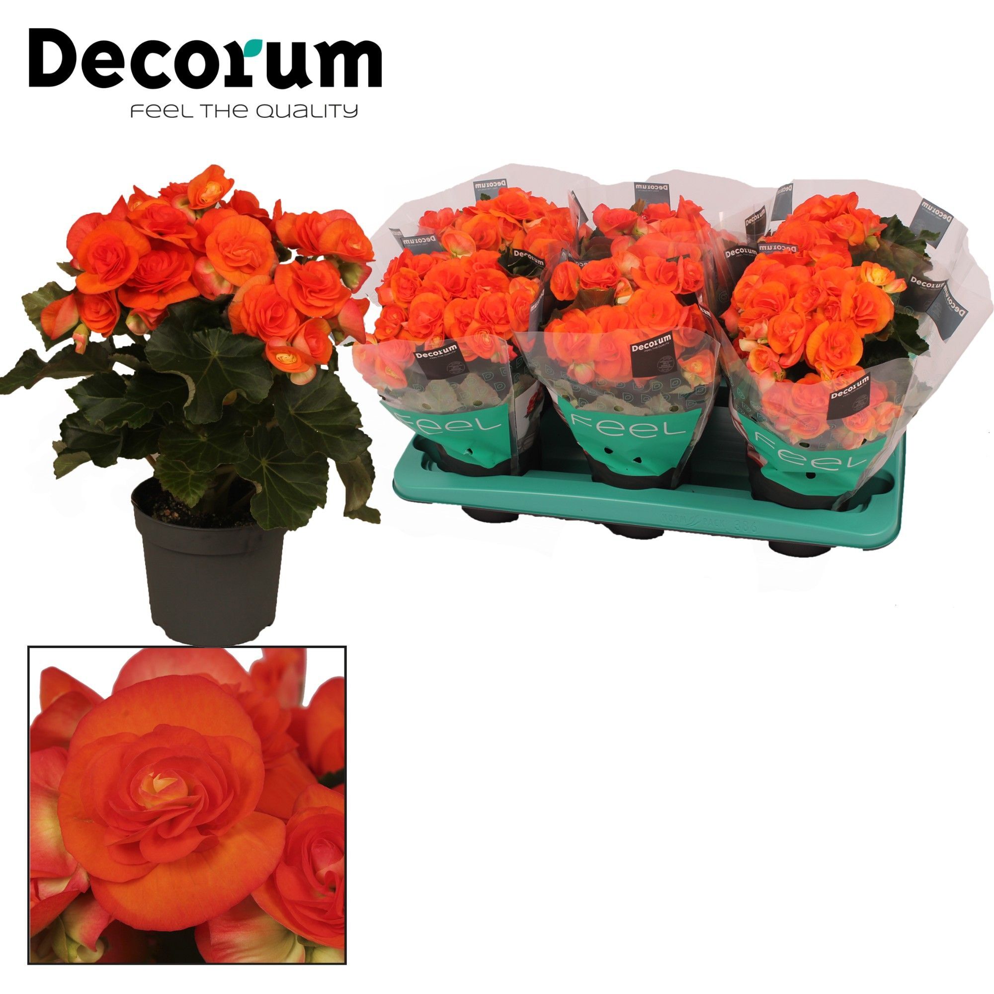 Beg Du Oranje Reina