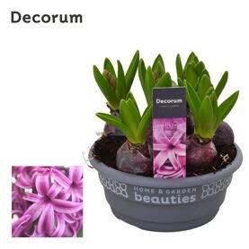 Hya A Purple Sensation 6pp