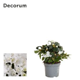 Rhodo Si Witte Vogel