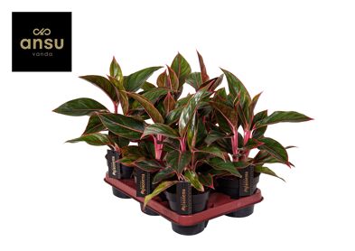 Aglaonema Jungle Red