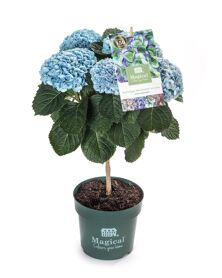 Hydr M Magical Revolution Blauw 4-6 Kop Stam