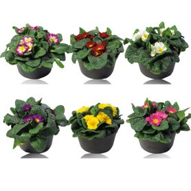 Primula Ac Gemengd Patio Schaal