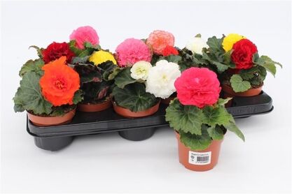Begonia Tub Gemengd