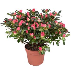 Rhodo Si Scherrer