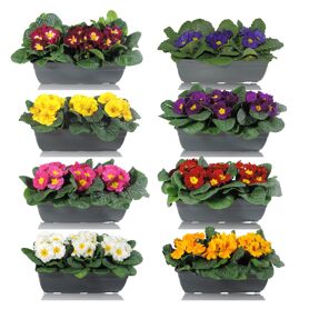Primula Ac Gemengd Balkonbak