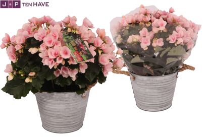 Beg Betulia Light Pink Outdoor Zink