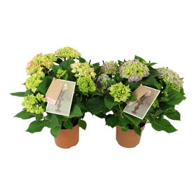 Hydr M Gemengd Bicolor 7-8 Kop