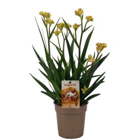 Anigozanthos Beauty Yellow