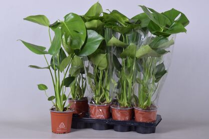 Monstera Deliciosa