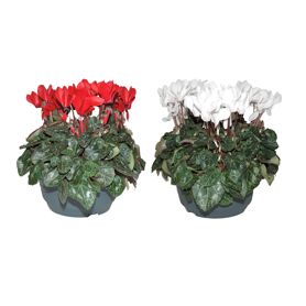 Cycl Per Gemengd Patio Rood & Wit Patio Schaal