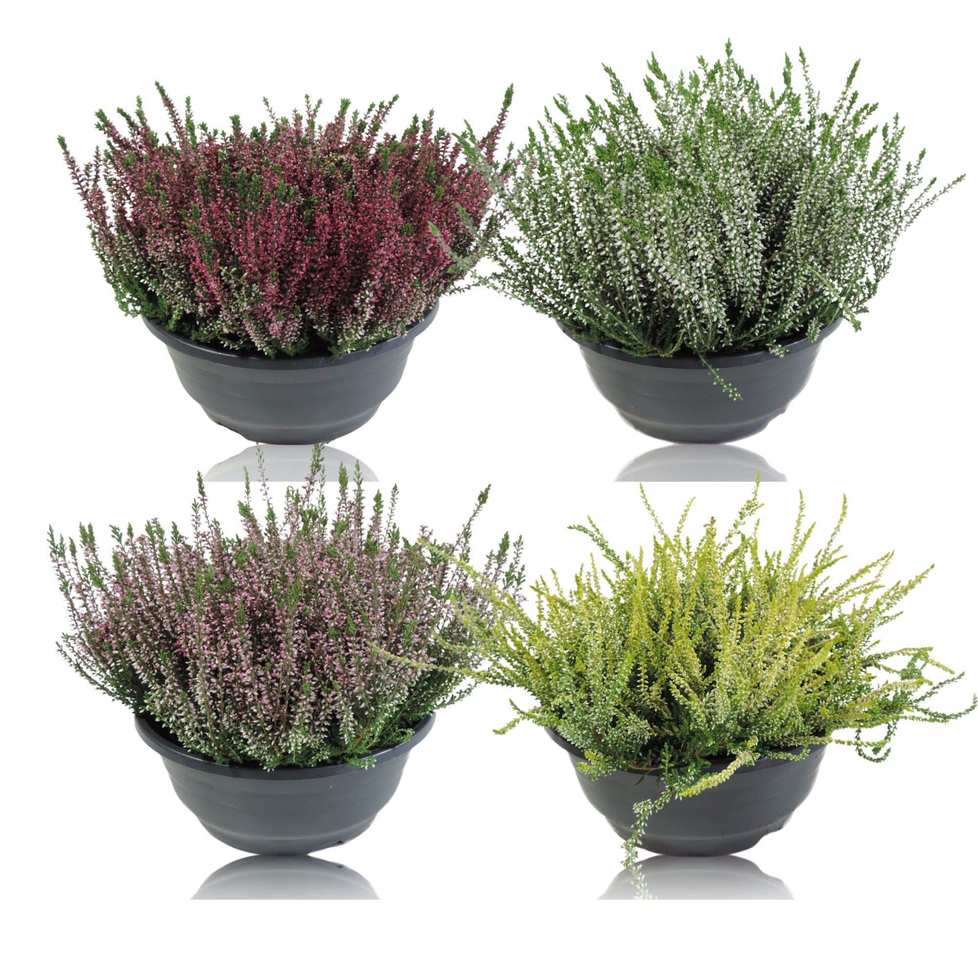 Calluna Garden Girls Gemengd Patio Schaal