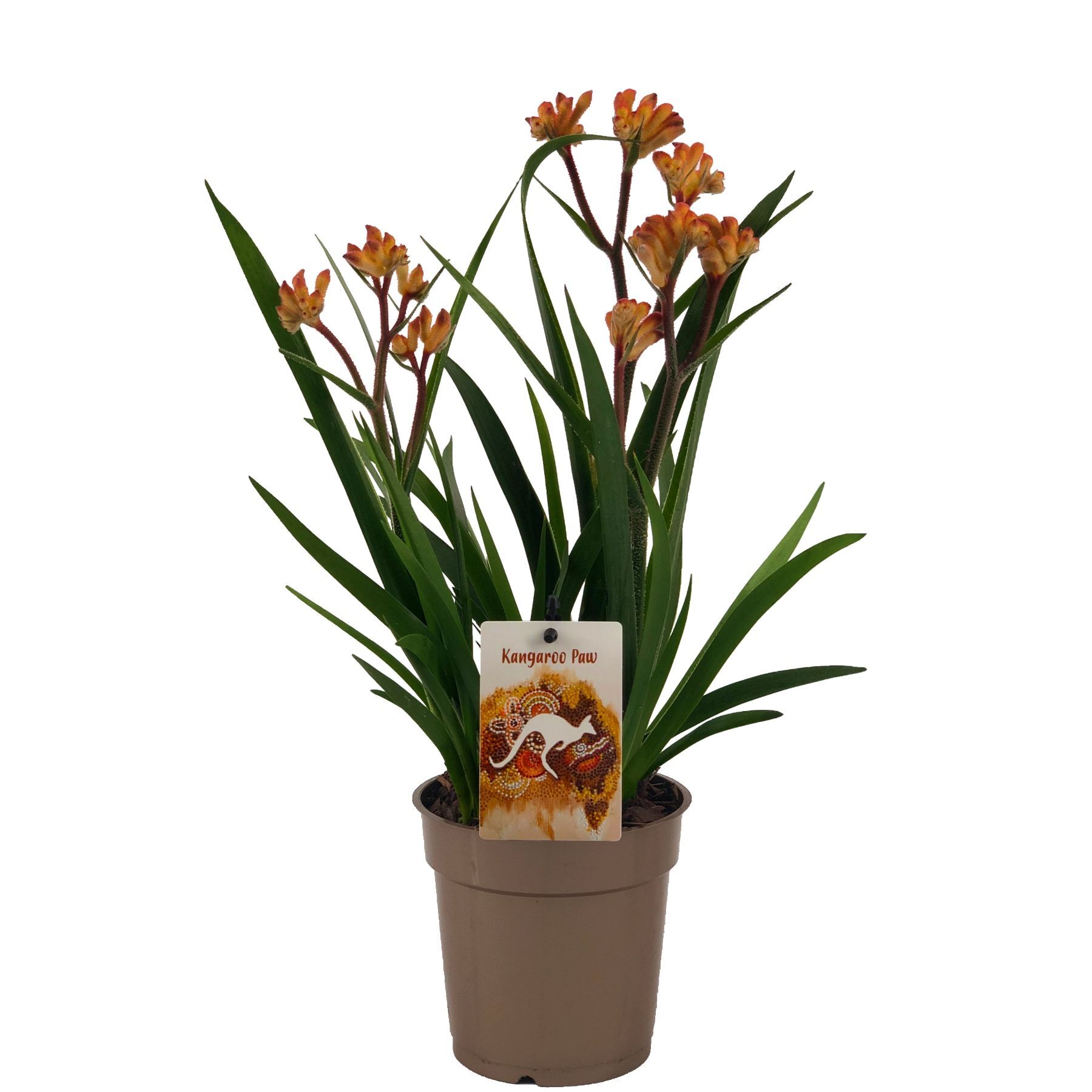 Anigozanthos Beauty Orange