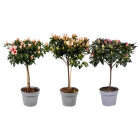 Rhodo Si Gemengd Stam