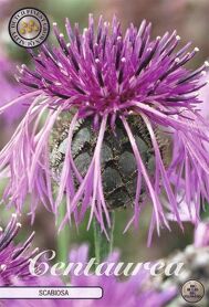 Bloembol Centaurea Scabiosa (x1)