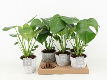 Monstera Deliciosa Keramiek Star