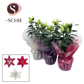 Lil Or Gemengd 3pp Rondella