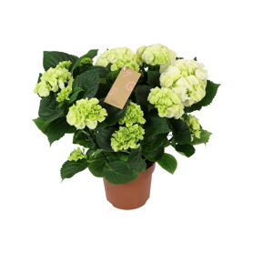 Hydr M Schneeball 9-10 Kop