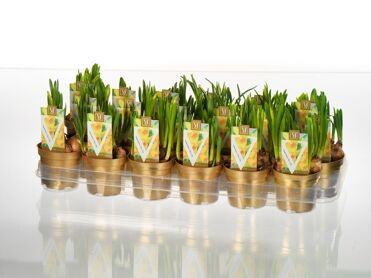 Narcis Tete A Tete