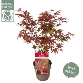 Acer Palm. 'atropurpureum'