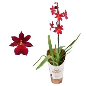 Cambria Nelly Isler Red Velvet 1 Tak