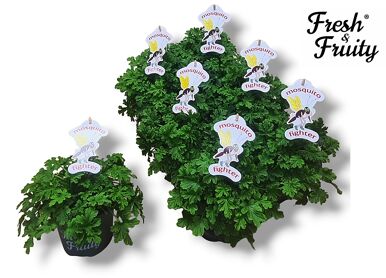 Pel Fresh&fruity Mosquito Fighter