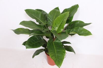 Phil Imperial Green