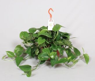 Epipr Pi Aureum