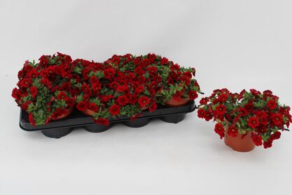 Calibrachoa Red