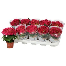 Hydr M Hot Red 1 Kop