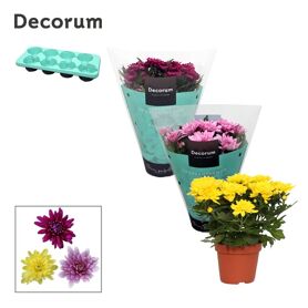 Chrys Grandezza Gemengd