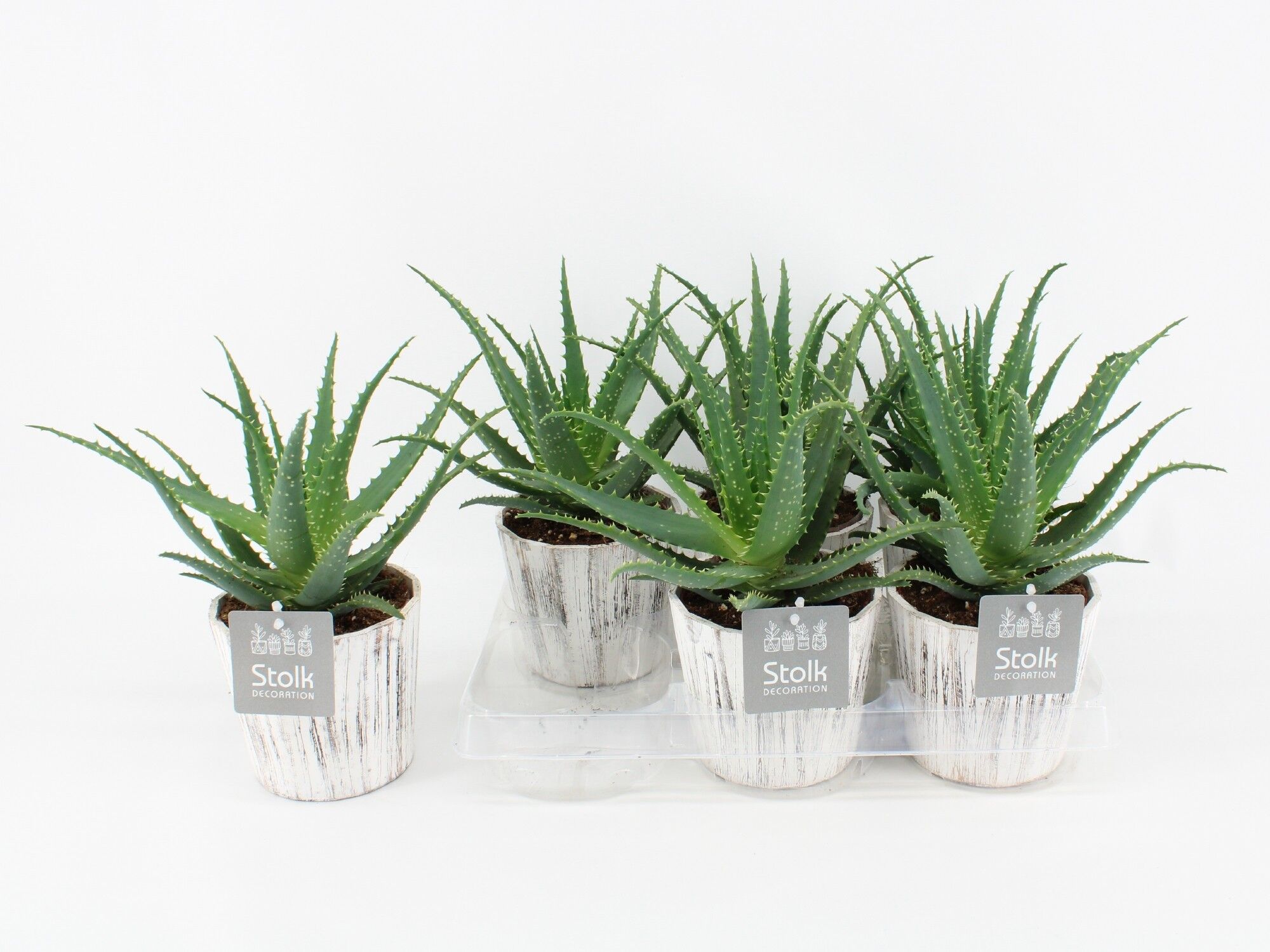 Aloe Arborescens Wood White