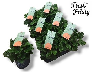 Pel Fresh&fruity Orange Fresh