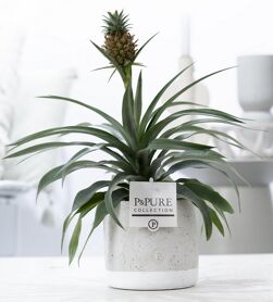 Ananas Mi Rosita Keramiek Jade