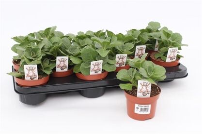 Coleus Verpiss-dich