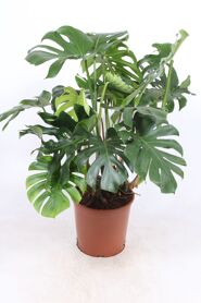 Monstera Deliciosa