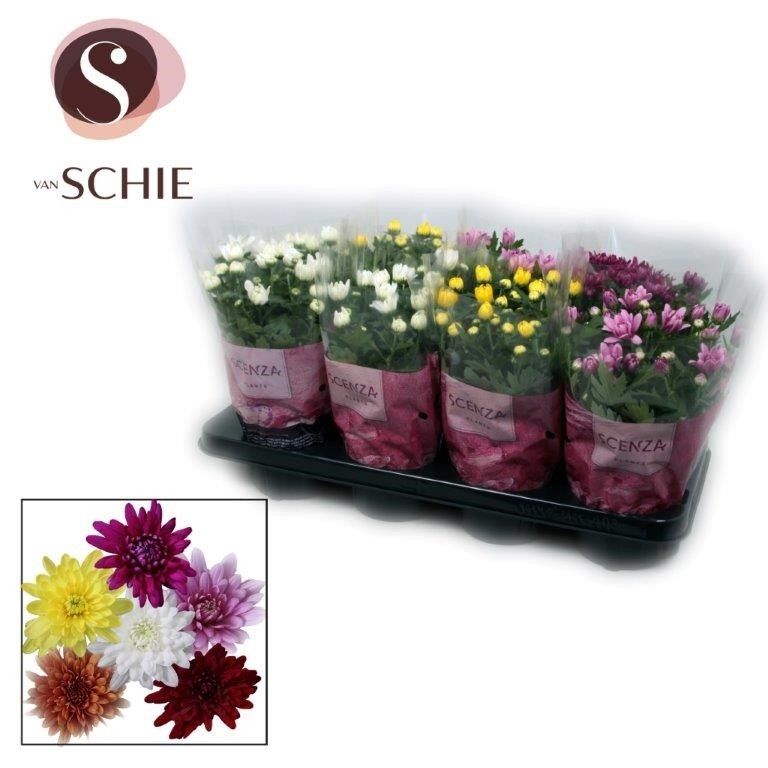 Chrys Chrysanne Gemengd